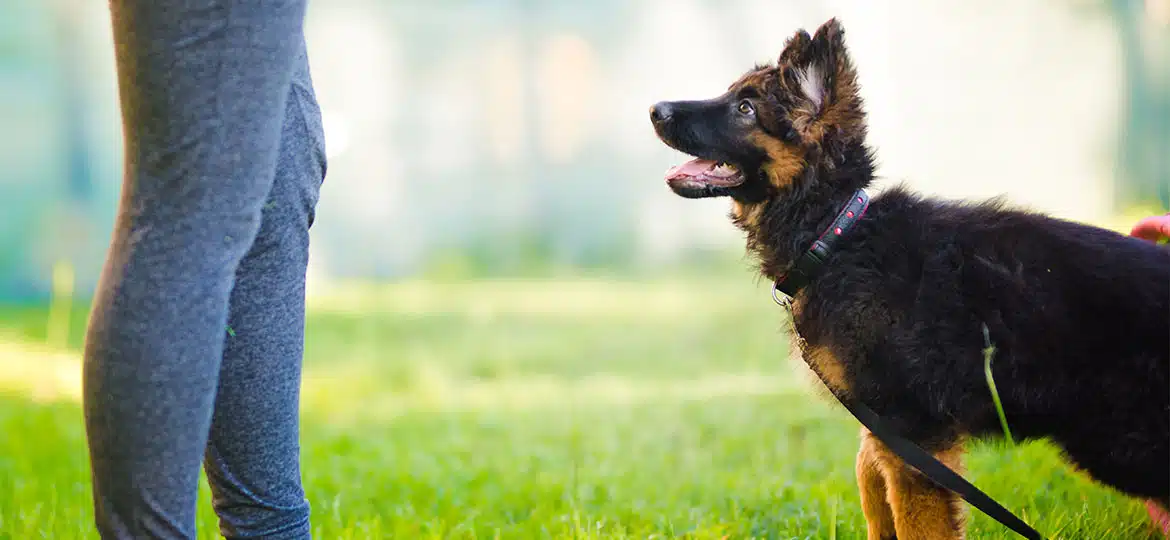 Wie finde ich eine gute Hundeschule?