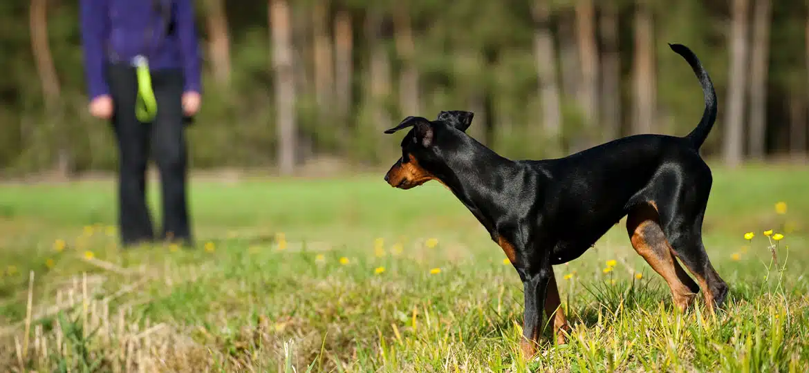 Effektives Rückruftraining gegen das Problem "Hilfe, mein Hund kommt nicht!"