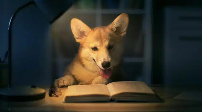 Buchtipps zur Gründung einer Hundeschule