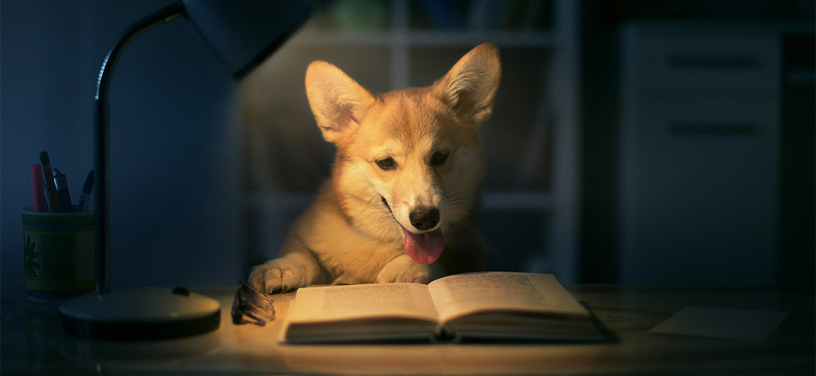 Buchtipps zur Gründung einer Hundeschule