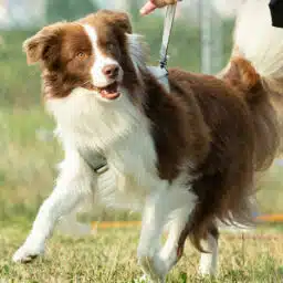 Die eigene Hundeschule