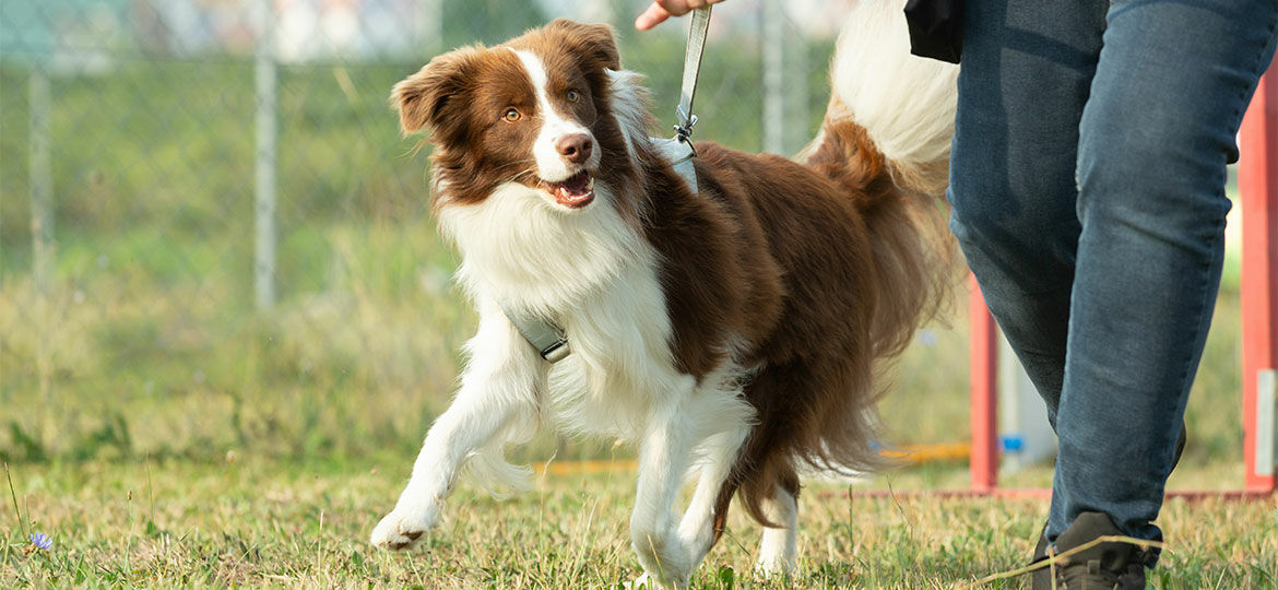 Die eigene Hundeschule