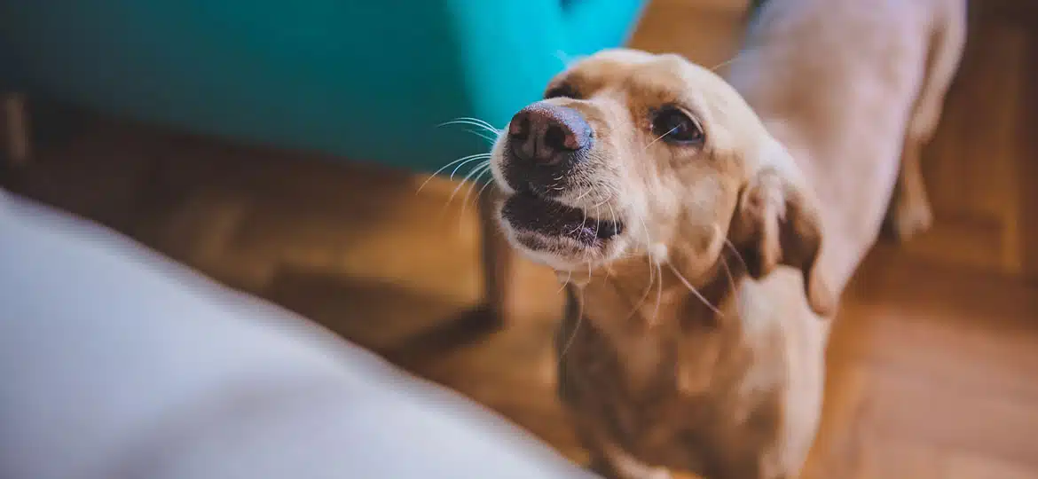 Mein Hund bellt beim Klingeln - Was tun?