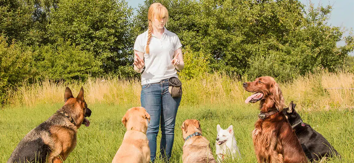 Beruf Hundetrainer