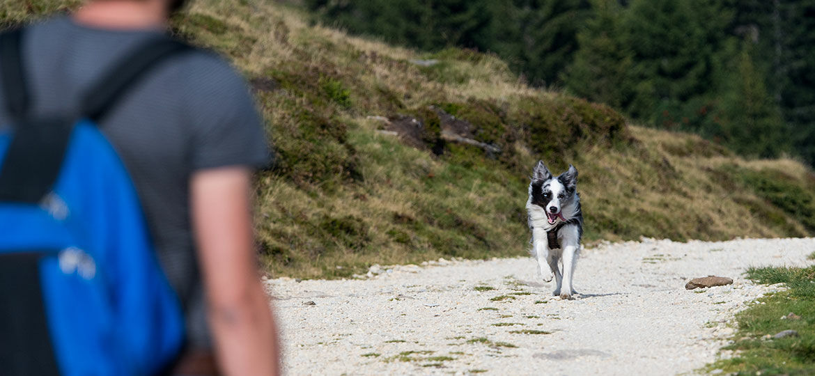 Perfektes Rückruftraining: 3 Methoden