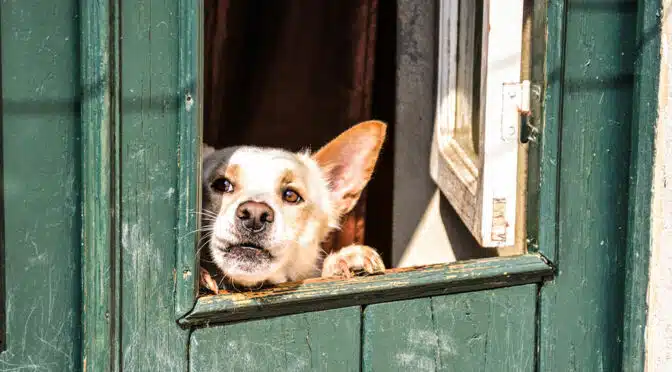 Wenn der Hund bellt,weil es klingelt