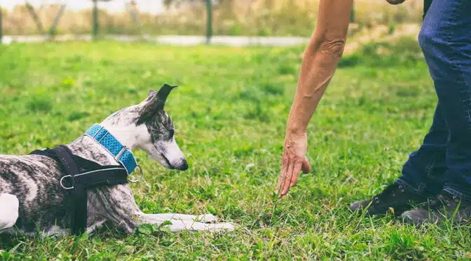 Selbstständig als Hundetrainer (Teil 1)