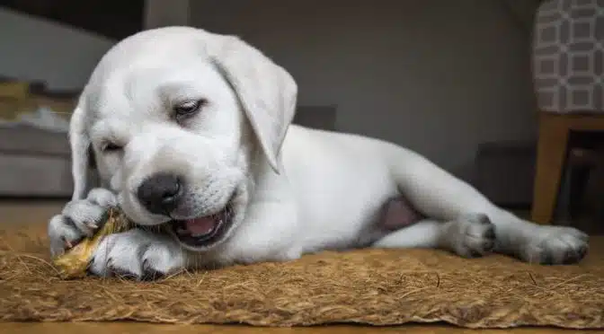 Ein junger Labrador kaut im Liegen.