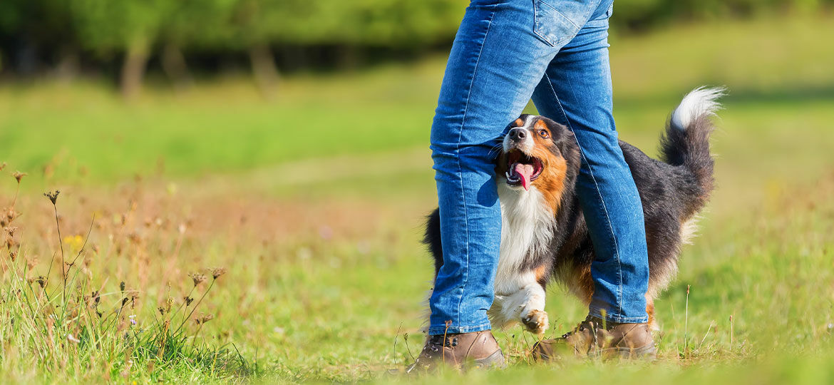 Dogdance