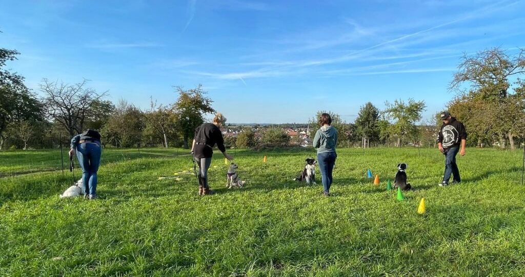 Hundeschule-Wolfs-Instinkte