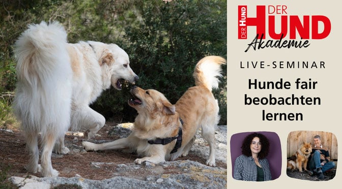 Banner: Zwei Hunde zeigen Körpersprache; DER HUND Akademie Live-Seminar Hunde fair beobachten lernen.